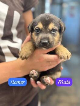 Homer -  Shepherd Dog for Adoption in Clarksburg, Ontario - Homer | PetCurious