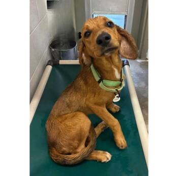 Ryder -  Basset Hound Dog for Adoption in Newport, Kentucky - Ryder | PetCurious
