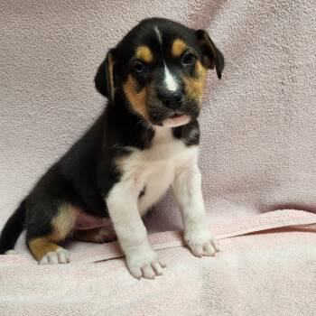 Josie -  Border Collie and Australian Shepherd Dog Available for Adoption in Siloam Springs, Arkansas - Josie | PetCurious