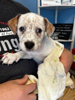 Warren -  Pit Bull Terrier and Cattle Dog Dog for Adoption in Morgantown, Kentucky - Warren | PetCurious