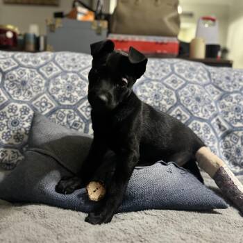 Labrador Retriever and Mixed Breed Dogs Available for Adoption in Riverside, California - Merle | PetCurious