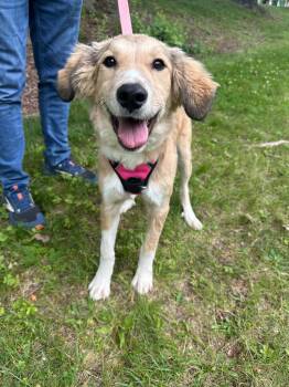 Great Pyrenees and Labrador Retriever Dogs Available for Adoption in Trenton, New Jersey - Honey Bee | PetCurious