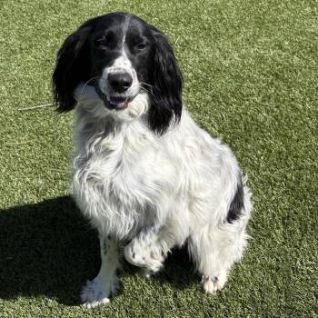 Winston -  English Springer Spaniel Dog for Adoption in Idaho Falls, Idaho - Winston | PetCurious
