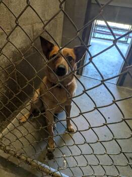 Dixie -  Australian Cattle Dog Blue Heeler Dog for Adoption in Hermiston, Oregon - Dixie | PetCurious