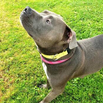 Rescue Staffordshire Bull Terrier Dogs for Adoption in Burton, Michigan - CODA | PetCurious