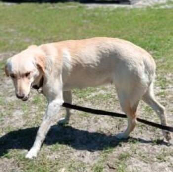 Carolina Dog and Mixed Breed Dogs Available for Adoption in Conway, South Carolina - Avalanche | PetCurious