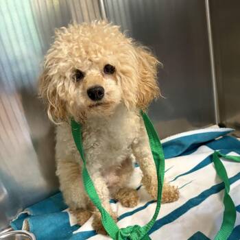 Jacques -  Miniature Poodle Dog for Adoption in Warren, New Jersey - Jacques | PetCurious