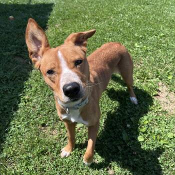 May -  Mixed Breed Dog for Adoption in West Jefferson, Ohio - May | PetCurious