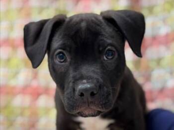 Pit Bull Terrier Dogs Available for Adoption in Portland, Oregon - Ollie | PetCurious