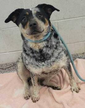 Australian Cattle Dog Blue Heeler and Mixed Breed Dogs Available for Adoption in Kansas City, Missouri - Remington | PetCurious
