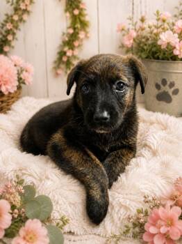 Scarlet -  Australian Cattle Dog Blue Heeler and Mixed Breed Dog for Adoption in Fayetteville, Tennessee - Scarlet | PetCurious