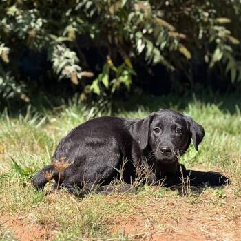 Midnight -  Rottweiler and Black Labrador Retriever Dog for Adoption in Golden, Colorado - Midnight | PetCurious