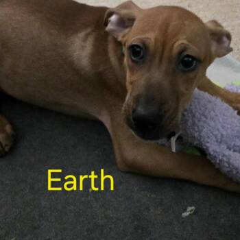Rescue Mixed Breed and Terrier Dogs for Adoption in Olathe, Kansas - Earth | PetCurious