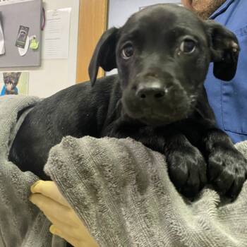 Rescue Mixed Breed Dogs for Adoption in Charleston, West Virginia - Roast Turkey | PetCurious