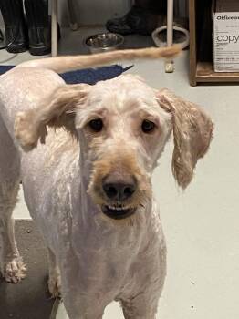 Goldendoodle Dogs Available for Adoption in Hartford, Kentucky - Goober | PetCurious