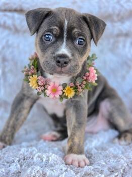 Jinx -  American Staffordshire Terrier and Siberian Husky Dog for Adoption in Newport Beach, California - Jinx | PetCurious