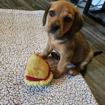 Scout -  Beagle Dog for Adoption in Union Grove, Wisconsin - Scout | PetCurious