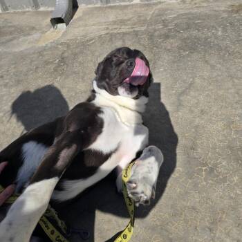 Breeze - 111102T -  Labrador Retriever and Mixed Breed Dog for Adoption in Tupelo, Mississippi - Breeze - 111102T | PetCurious