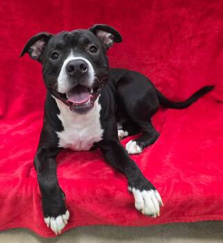 Milo -  American Bully Dog for Adoption in Frankfort, Indiana - Milo | PetCurious