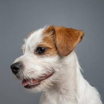 Sprout -  Jack Russell Terrier and Miniature Poodle Dog for Adoption in Phoenix, Arizona - Sprout | PetCurious
