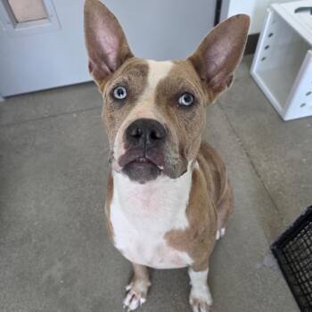 Izzy -  Catahoula Leopard Dog and Mixed Breed Dog for Adoption in Sand Springs, Oklahoma - Izzy | PetCurious