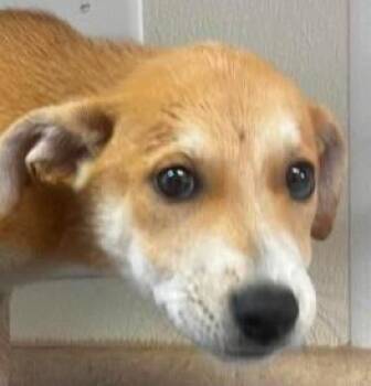 Sunset -  Shepherd and Mixed Breed Dog for Adoption in Kansas City, Missouri - Sunset | PetCurious