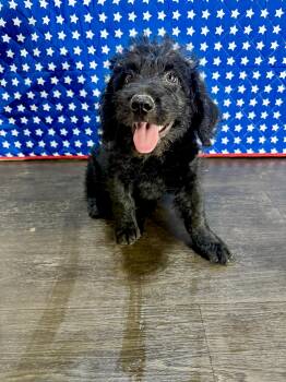 Monroe -  Labradoodle Dog for Adoption in Hartford, Kentucky - Monroe | PetCurious