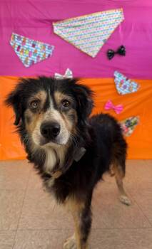 Shelby -  Australian Shepherd Dog for Adoption in Chickasha, Oklahoma - Shelby | PetCurious
