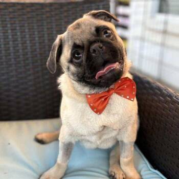 Rescue Pug Dogs for Adoption in Alvin, Texas - Scooby | PetCurious