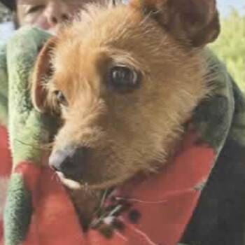 Hotdog -  Terrier and Mixed Breed Dog for Adoption in San Antonio, Texas - Hotdog | PetCurious