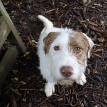 Archie -  Airedale Terrier and Mixed Breed Dog for Adoption in Mckean, Pennsylvania - Archie | PetCurious