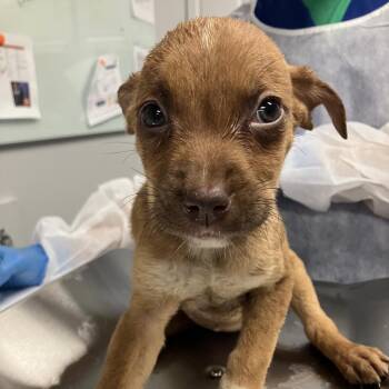 Charmander -  Mixed Breed Dog for Adoption in Greenville, South Carolina - Charmander | PetCurious