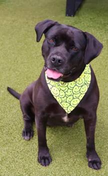 Tiara Athens -  Black Labrador Retriever and Mastiff Dog for Adoption in Rockaway, New Jersey - Tiara Athens | PetCurious