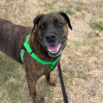 Koda -  Mastiff and Mixed Breed Dog for Adoption in Clearwater, Florida - Koda | PetCurious
