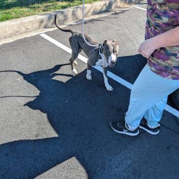 Petey -  Pit Bull Terrier Dog for Adoption in Flintstone, Maryland - Petey | PetCurious