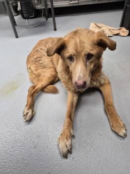 Labrador Retriever Dogs Available for Adoption in Lawrenceville, Georgia - Vc 3c Leo | PetCurious