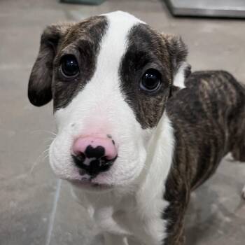 Maury -  Mixed Breed Dog for Adoption in Washburn, Missouri - Maury | PetCurious