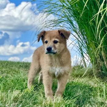 Bryce -  Labrador Retriever Dog for Adoption in La Grange, Kentucky - Bryce | PetCurious