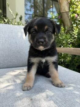 Rowan (orange collar) -  Mixed Breed Dog Available for Adoption in Manhattan Beach, California - Rowan (orange Collar) | PetCurious