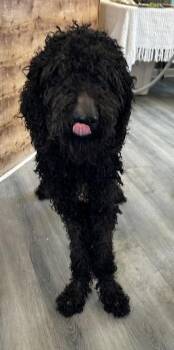 Curtis -  Labrador Retriever and Standard Poodle Dog Available for Adoption in West Memphis, Arkansas - Curtis | PetCurious