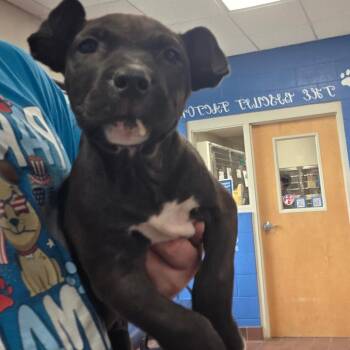 Chimera (Cheech) -  Mixed Breed Dog for Adoption in Milton, Florida - Chimera (Cheech) | PetCurious