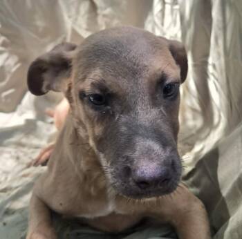 Aaron -  Hound Dog for Adoption in Mount Hermon, Louisiana - Aaron | PetCurious