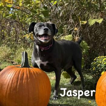 Rescue Pit Bull Terrier Dogs for Adoption in Parkersburg, West Virginia - Jasper | PetCurious