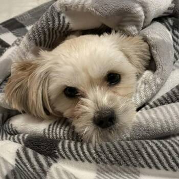 Havanese and Shih Tzu Dogs Available for Adoption - Twinki | PetCurious