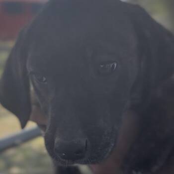 Brynn -  Golden Retriever and Pit Bull Terrier Dog for Adoption in Midland, Texas - Brynn | PetCurious