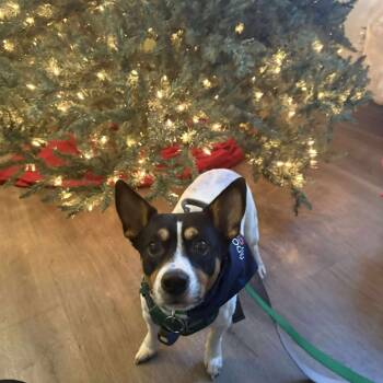 Rescue Jack Russell Terrier Dogs for Adoption in Tampa, Florida - Lil Man | PetCurious