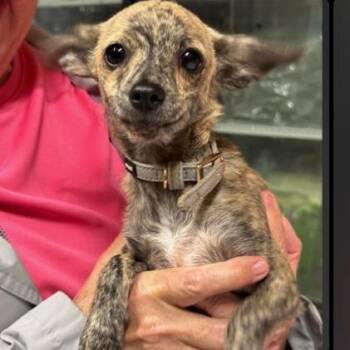 Woody Available 10/23_6 -  Chihuahua Dog for Adoption in Loves Park, Illinois - Woody Available 10/23_6 | PetCurious