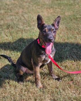 Rescue Shepherd Dogs for Adoption in Broken Arrow, Oklahoma - Sosie | PetCurious