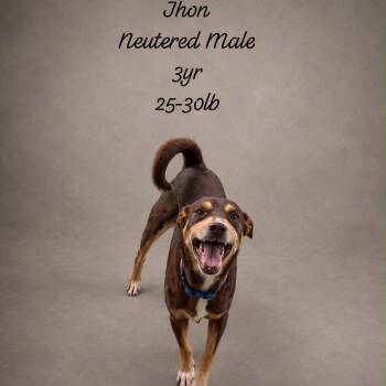 JHON (out of town) -  Chocolate Labrador Retriever and Mixed Breed Dog for Adoption in New York, New York - JHON (out Of Town) | PetCurious