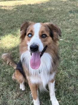 Auggie -  Australian Shepherd and Collie Dog for Adoption in Dallas, Texas - Auggie | PetCurious